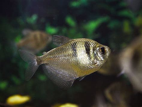 31 Amazing Types Of Tetra Species (The Complete List).